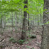 40 acres Wooded Hunting and Recreational Property with Marketable Timber in Taylor NY Hawley Woods Rd.