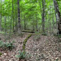 40 acres Wooded Hunting and Recreational Property with Marketable Timber in Taylor NY Hawley Woods Rd. images 2