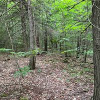 40 acres Wooded Hunting and Recreational Property with Marketable Timber in Taylor NY Hawley Woods Rd. images 4