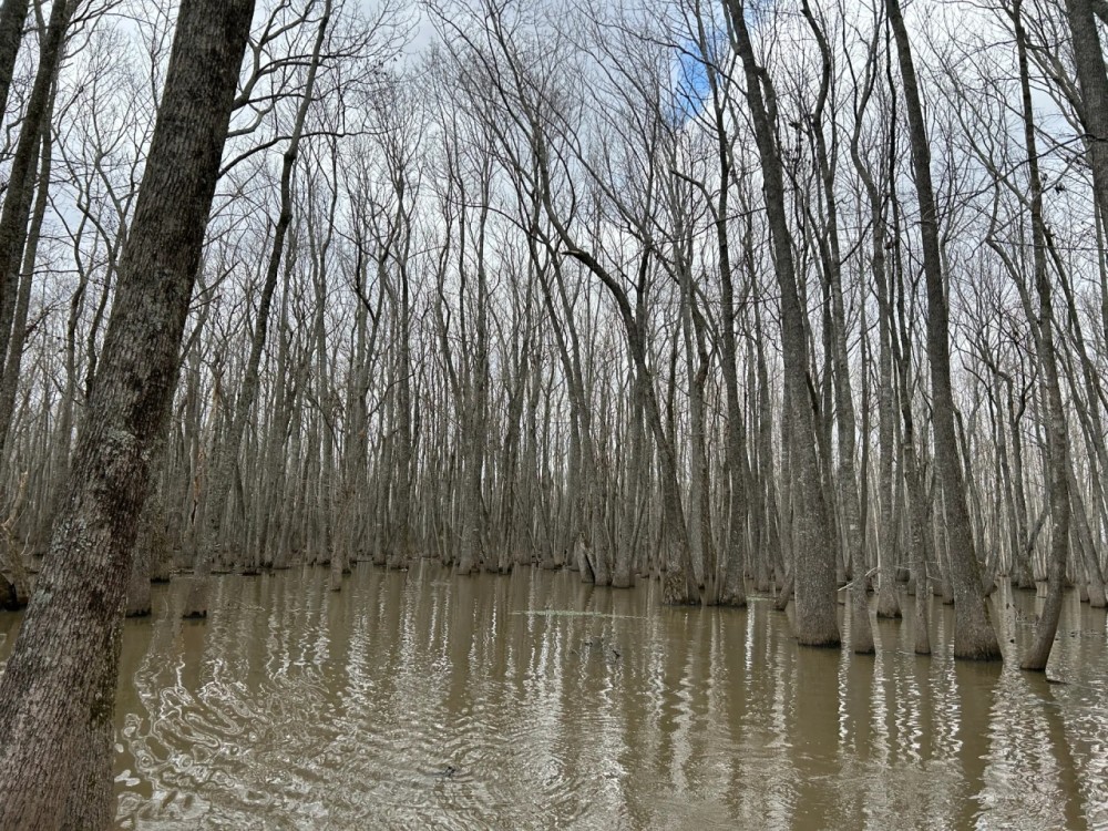 112 Acres in Holmes County MS featured image
