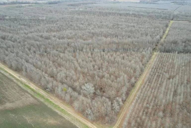 160 Acres in East Carroll Parish in Lake Providence LA featured image