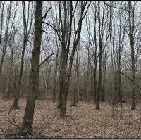 160 Acres in East Carroll Parish in Lake Providence LA images 4
