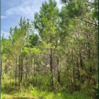 86.1 Acres in Carroll County in West MS