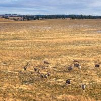 Elkhorn Creek Ranch - Hulett Wyoming images 4