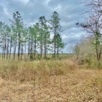 53 Acres Walthall Co. Salem School District images 3