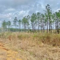 53 Acres Walthall Co. Salem School District images 4