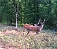 Patrey Branch Hunting Land images 3