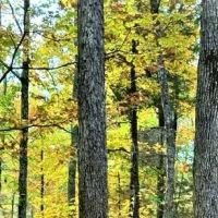 Patrey Branch Hunting Land images 5