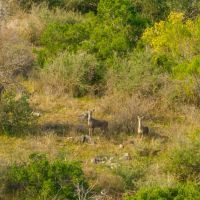 Llano Vista Ranch images 3