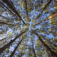108 Acres CR 3100