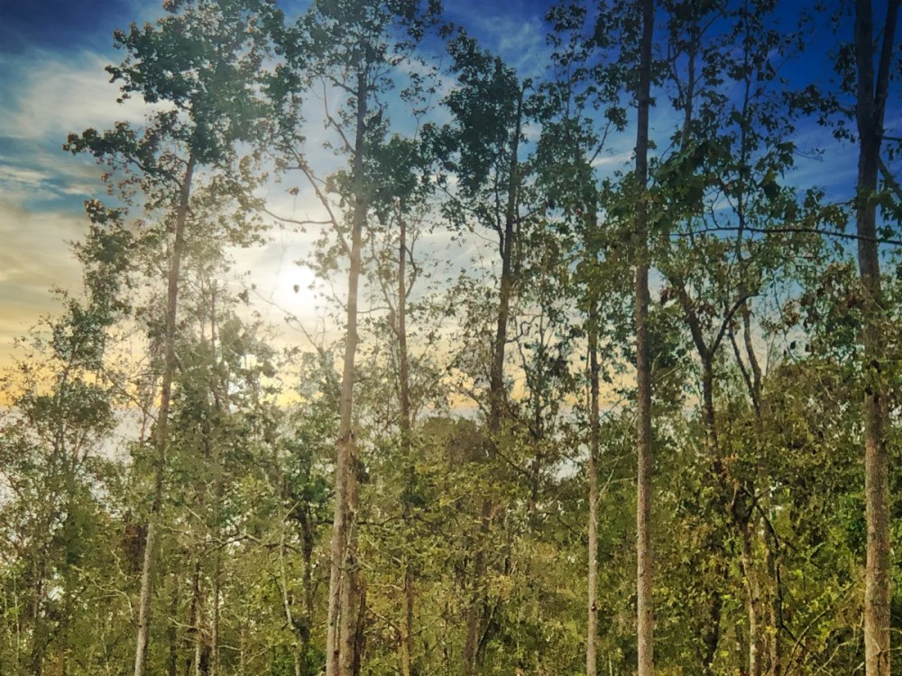 Price Reduced 80 Acres Oleander Drive featured image