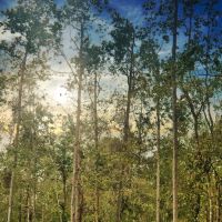 Price Reduced 80 Acres Oleander Drive