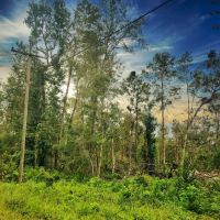 Price Reduced 80 Acres Oleander Drive images 2