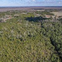 32.70 acres of Recreational and Hunting Land For Sale in Columbus County NC images 5