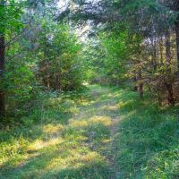 Layng Creek Rd. Dorena OR images 4