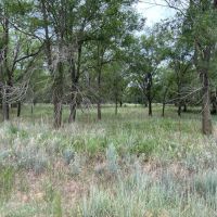 KS - Harper 940 acres - images 5