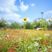Sweetwater Oak Ranch images 2