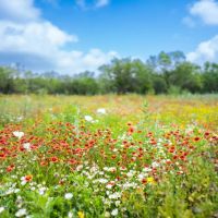 Sweetwater Oak Ranch images 3