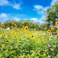 Sweetwater Oak Ranch images 4