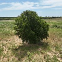 135 Ac CR 428 images 5