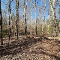 114 acres of Hunting and Timberland For Sale in Prince George County VA images 2