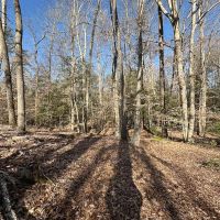 114 acres of Hunting and Timberland For Sale in Prince George County VA images 4