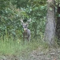 Hunting And Rec Tract With Shop Building Ready To Set Up Your Hunt Camp images 3