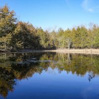 Combination Timber And Open Hunting Farm For Sale images 3