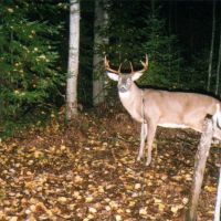 Hunting Land for sale in Iron County Wisconsin
