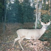 Hunting Land for sale in Iron County Wisconsin images 3