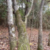 13 Acres 425 Piney Creek Subdivision images 4