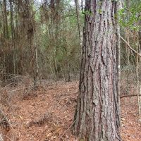 13 Acres 425 Piney Creek Subdivision images 5