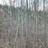 Fire Mountain Road images 2
