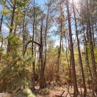 27 Acres Paces Creek T3077-13 images 5