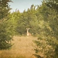 Build Your Dream Home in Gatesville 55 Acres of Tranquil Land Close to Waco Austin and Dallas images 2