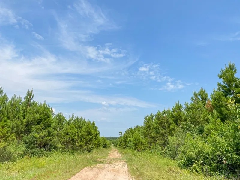 303 Acres T-11 Red Hollow featured image