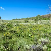 Tomichi Dome Hunting Ranch images 5