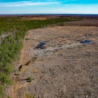 89.1 acres of Hunting and Timberland For Sale in Prince George County VA images 4