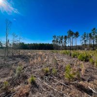 89.1 acres of Hunting and Timberland For Sale in Prince George County VA images 5