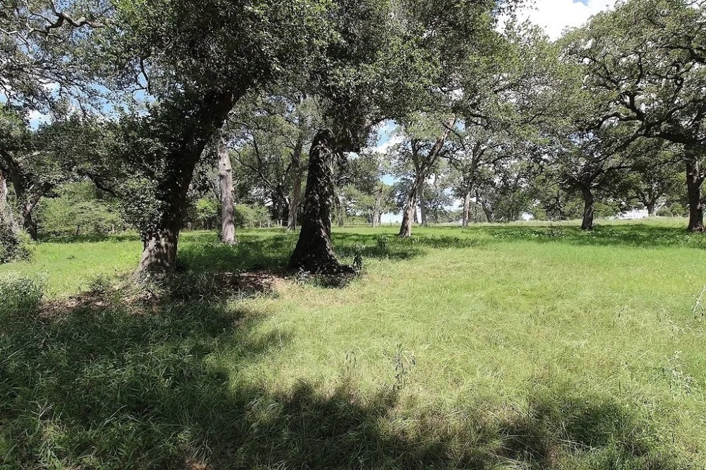 1801 FM 1383 Schulenburg TX 78956 featured image