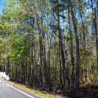 Edisto River Tract images 2