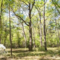 Edisto River Tract images 3