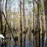 Edisto River Tract images 4