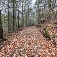 19 acres Hunting Land and Recreational Land in Hornby NY Wilson Hollow Rd