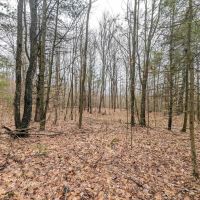 19 acres Hunting Land and Recreational Land in Hornby NY Wilson Hollow Rd images 2