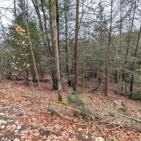 19 acres Hunting Land and Recreational Land in Hornby NY Wilson Hollow Rd images 5