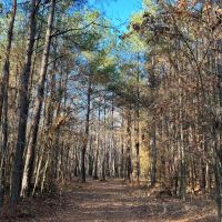 90 - Acres in Choctaw County MS images 2