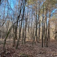 90 - Acres in Choctaw County MS images 3
