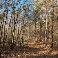 90 - Acres in Choctaw County MS images 4