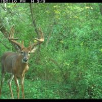 Trophy Whitetail Hunting Land for Sale in Richland County Wisconsin images 2